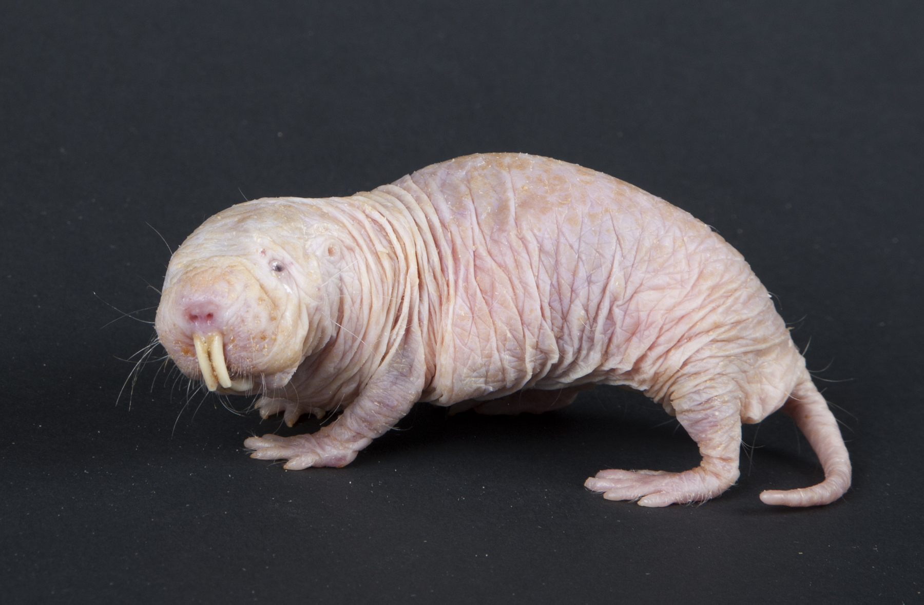 The naked mole-rat that just keeps living – Mabon Elis
